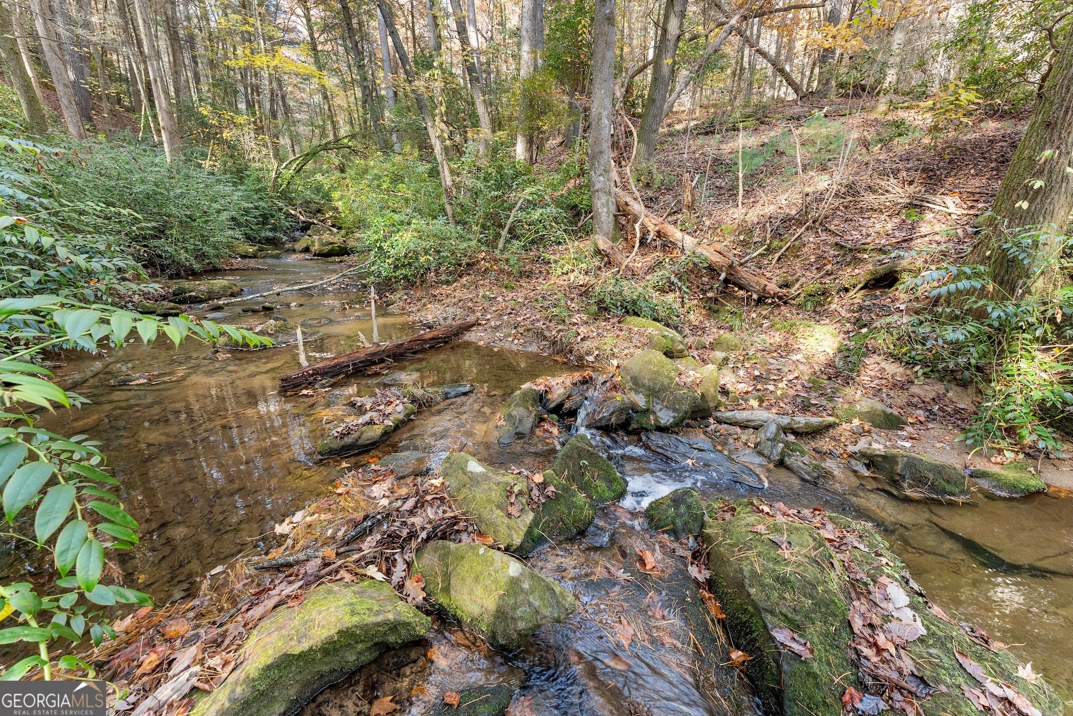 0 Stancil Dyer Road Dahlonega, GA 30533 - Photo 10 of 43 a view of a forest with lots of trees