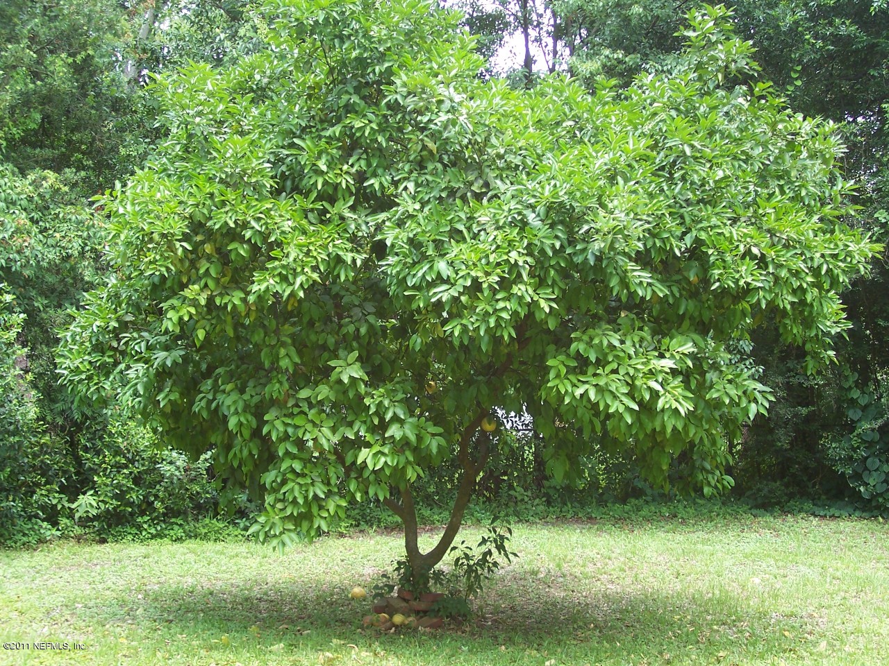 630 Glynlea Road Jacksonville, FL 32216 - Photo 17 of 19 DELICIOUS GRAPEFRUIT