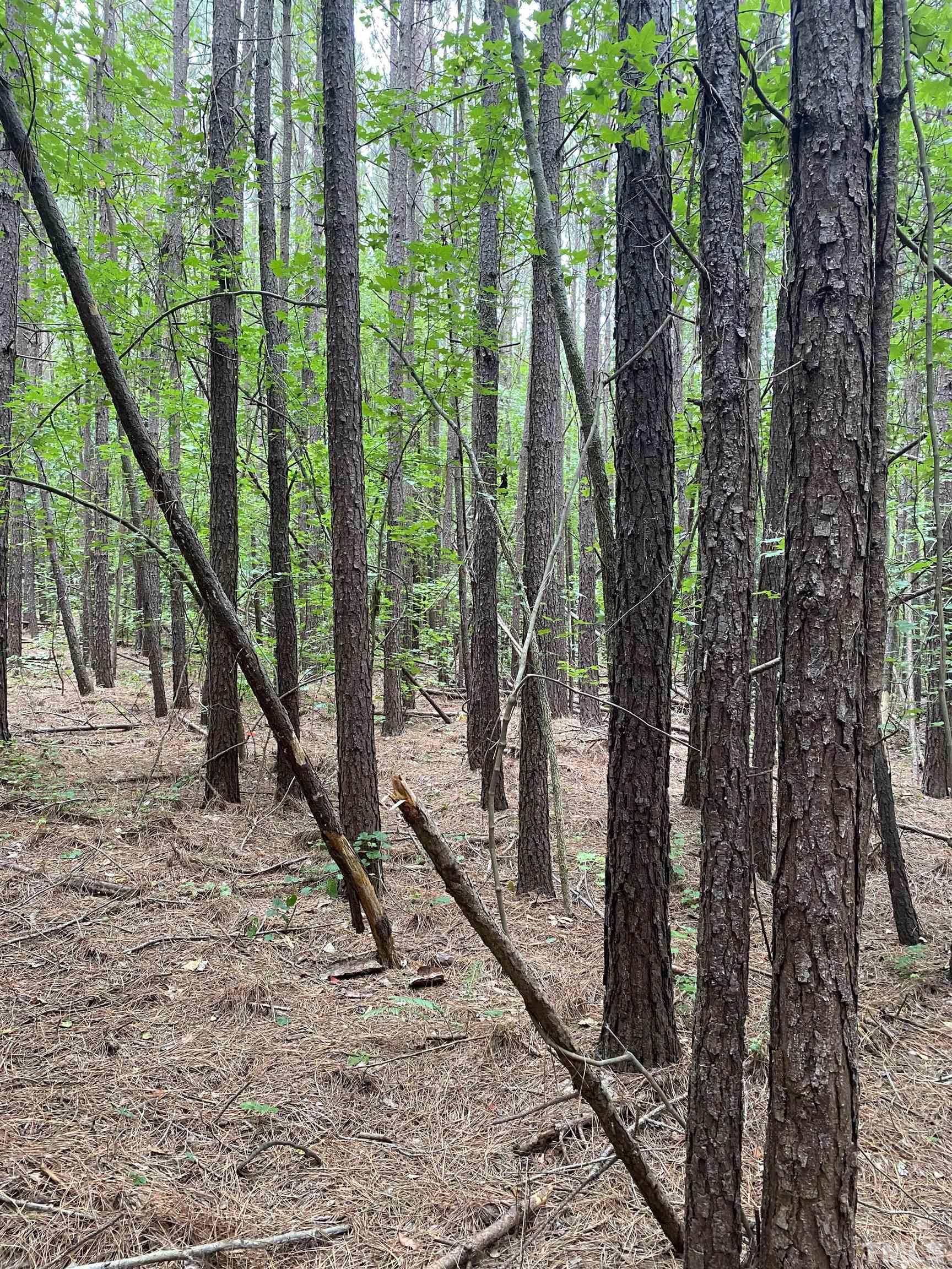 0 Sterl Carrington Road Oxford, NC 27565 - Photo 5 of 8 a view of a forest filled with trees