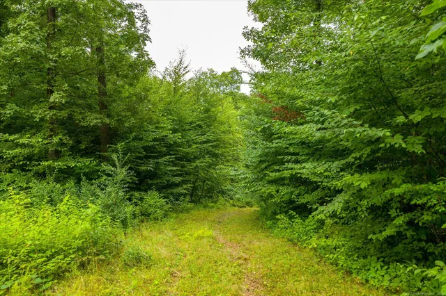 a view of a big yard with large trees