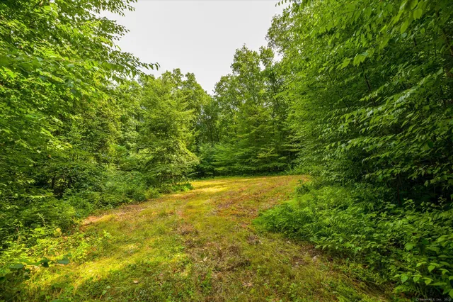 a view of a yard with a tree
