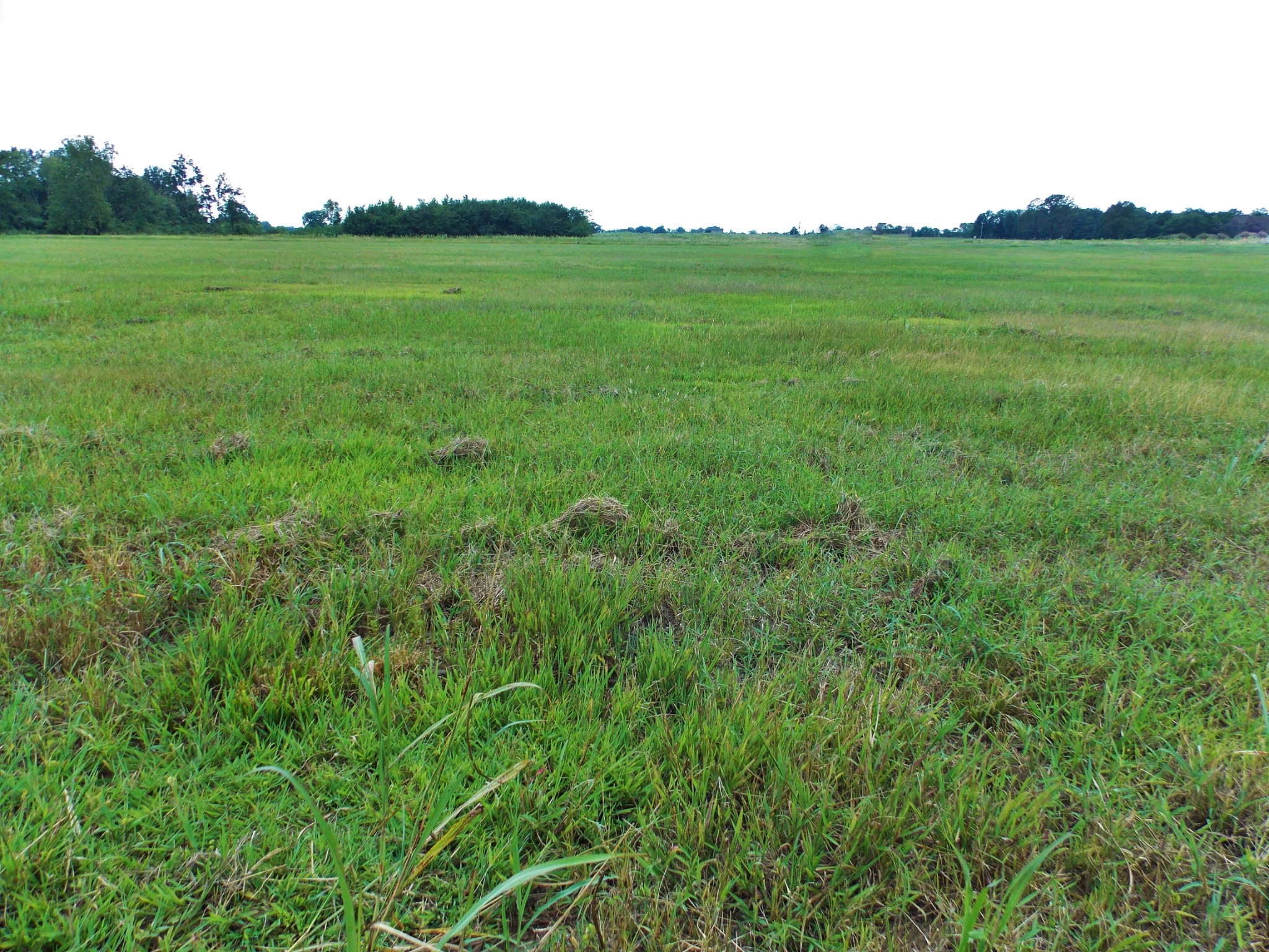 2100 Longview Road Bell Buckle, TN 37020 - Photo 4 of 8 a view of a grassy field