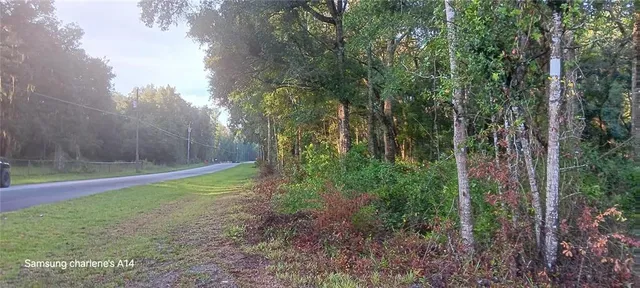 a view of a forest with trees in front of it