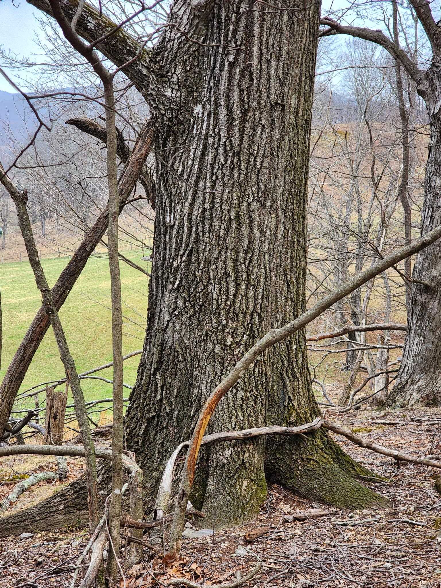 Tbd Jack Mountain Road Doe Hill, VA 24433 - Photo 3 of 7