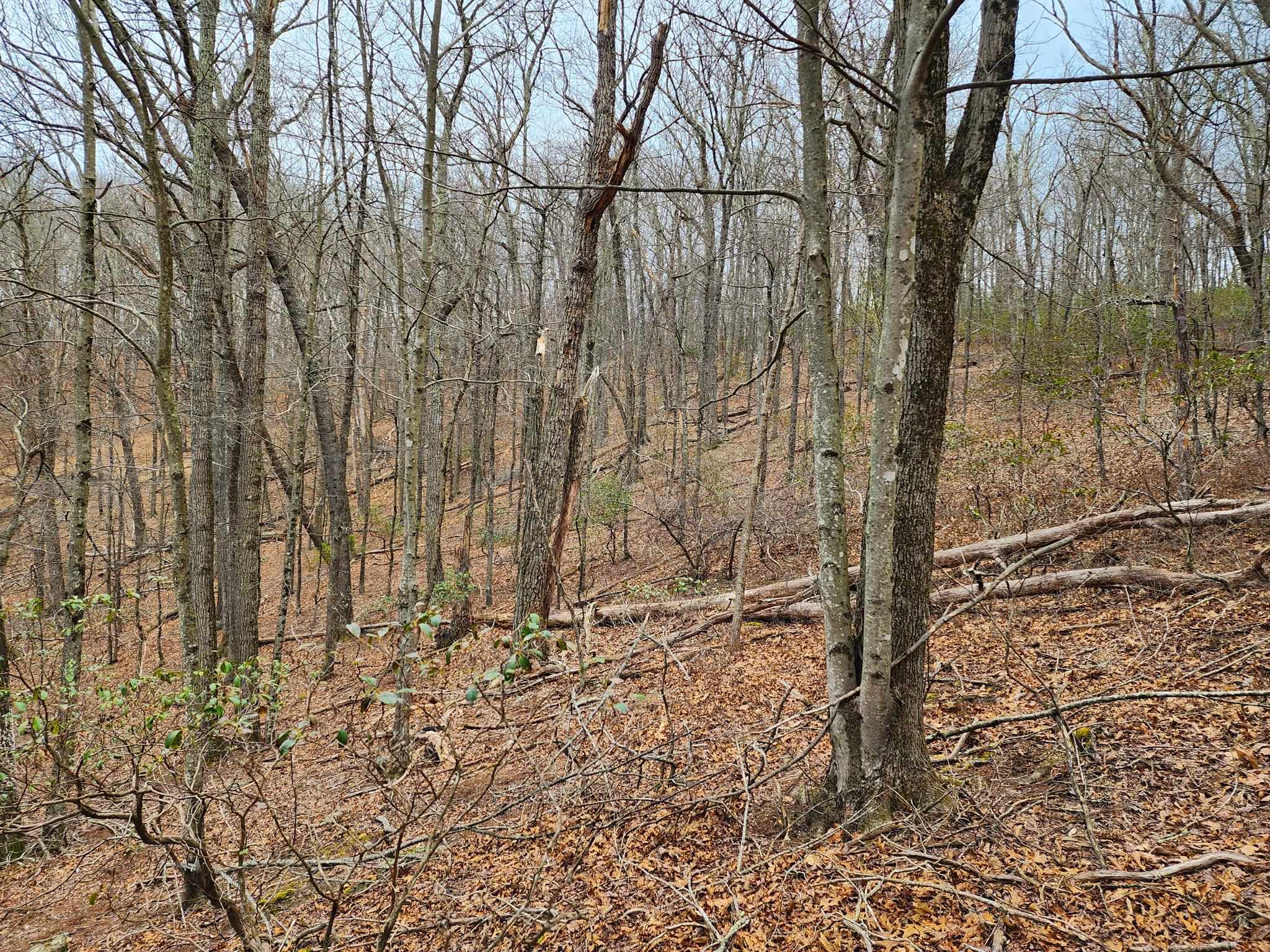 Tbd Jack Mountain Road Doe Hill, VA 24433 - Photo 4 of 7 a view of a pathway of a yard