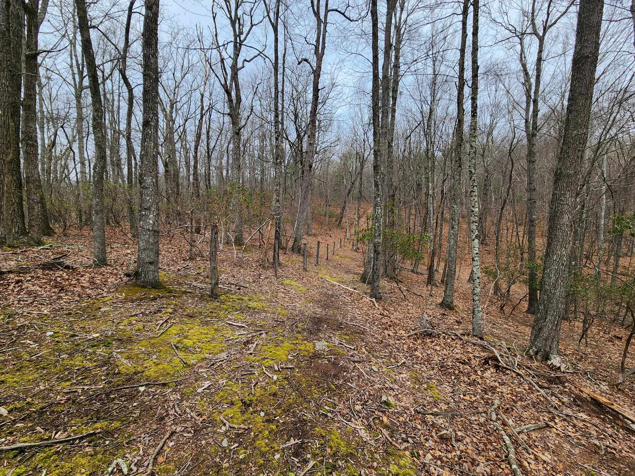 Tbd Jack Mountain Road Doe Hill, VA 24433 - Photo 5 of 7 a view of a yard with trees