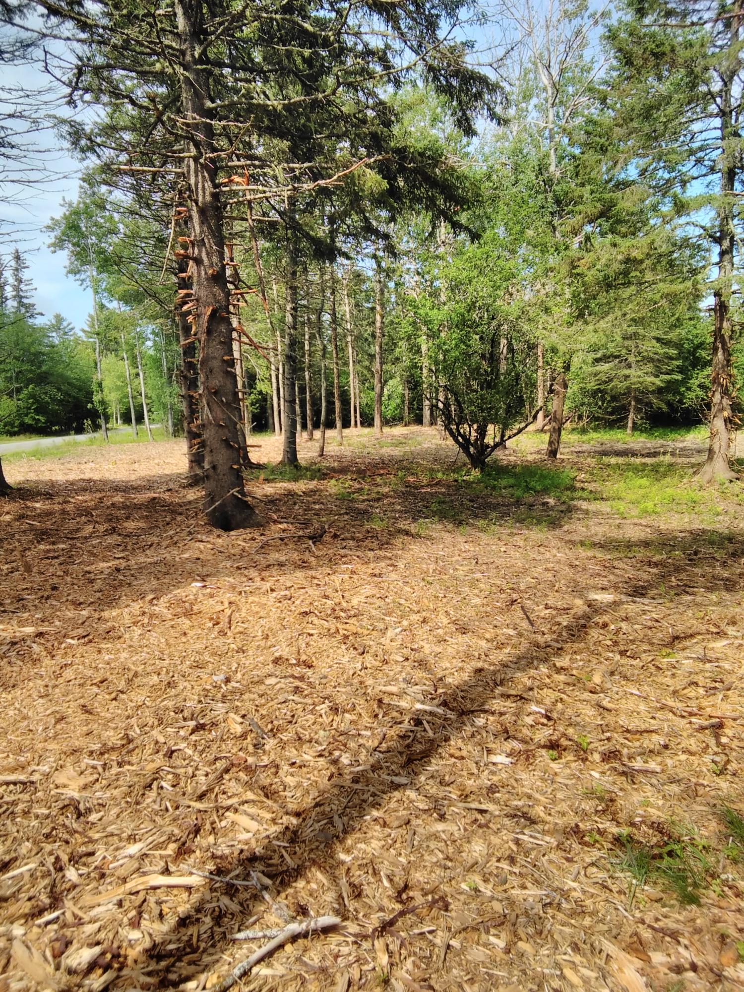 140 Needle's Eye Road Lamoine, ME 04605 - Photo 16 of 30 IMG_20200707_100600