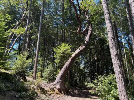 $325,000 | 39000 Brush Creek Road, Manchester, CA 95459