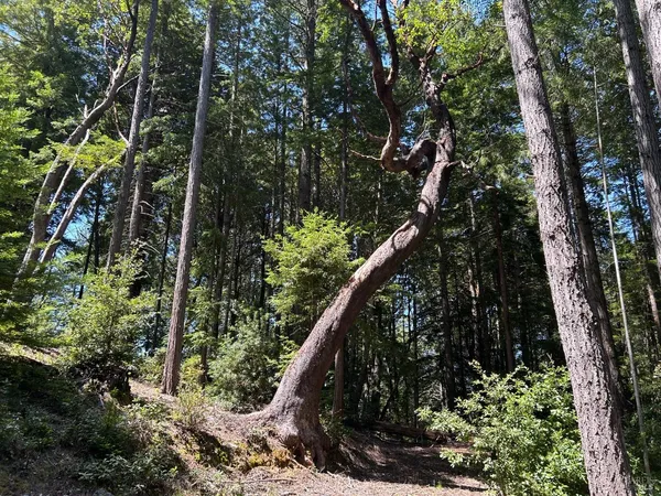 $325,000 | 39000 Brush Creek Road, Manchester, CA 95459