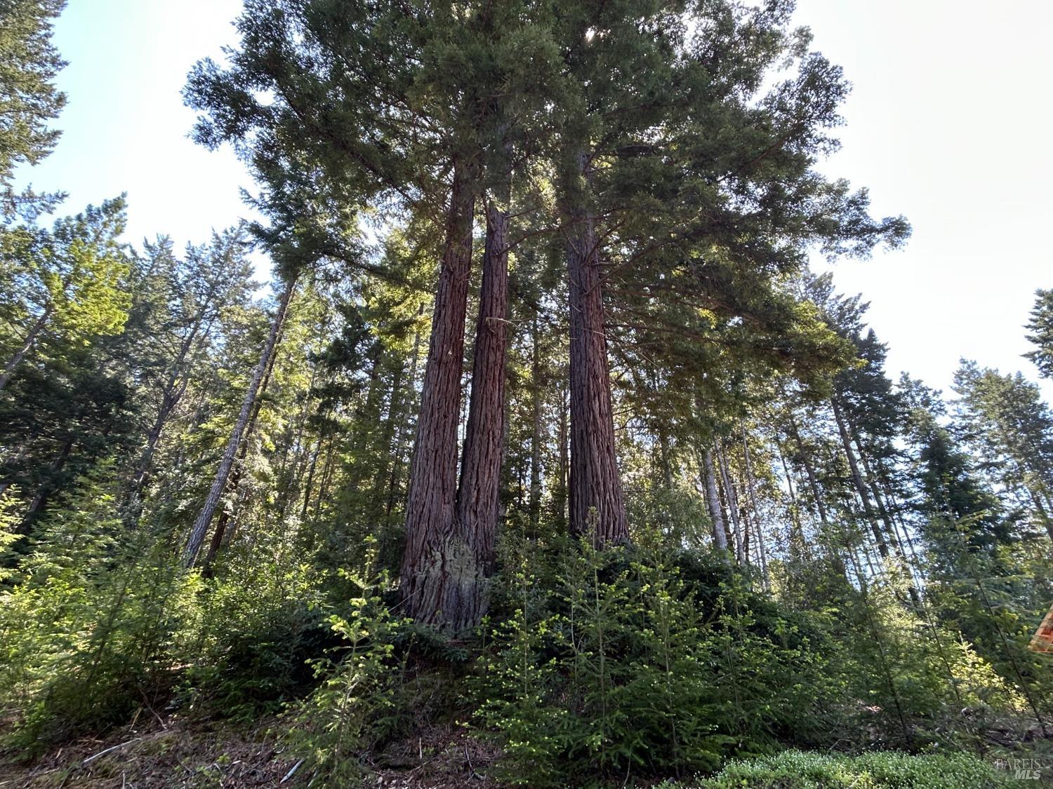 39000 Brush Creek Road Manchester, CA 95459 - Photo 10 of 18