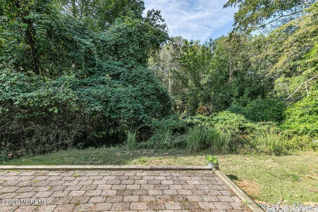 a view of a yard with plants and large trees