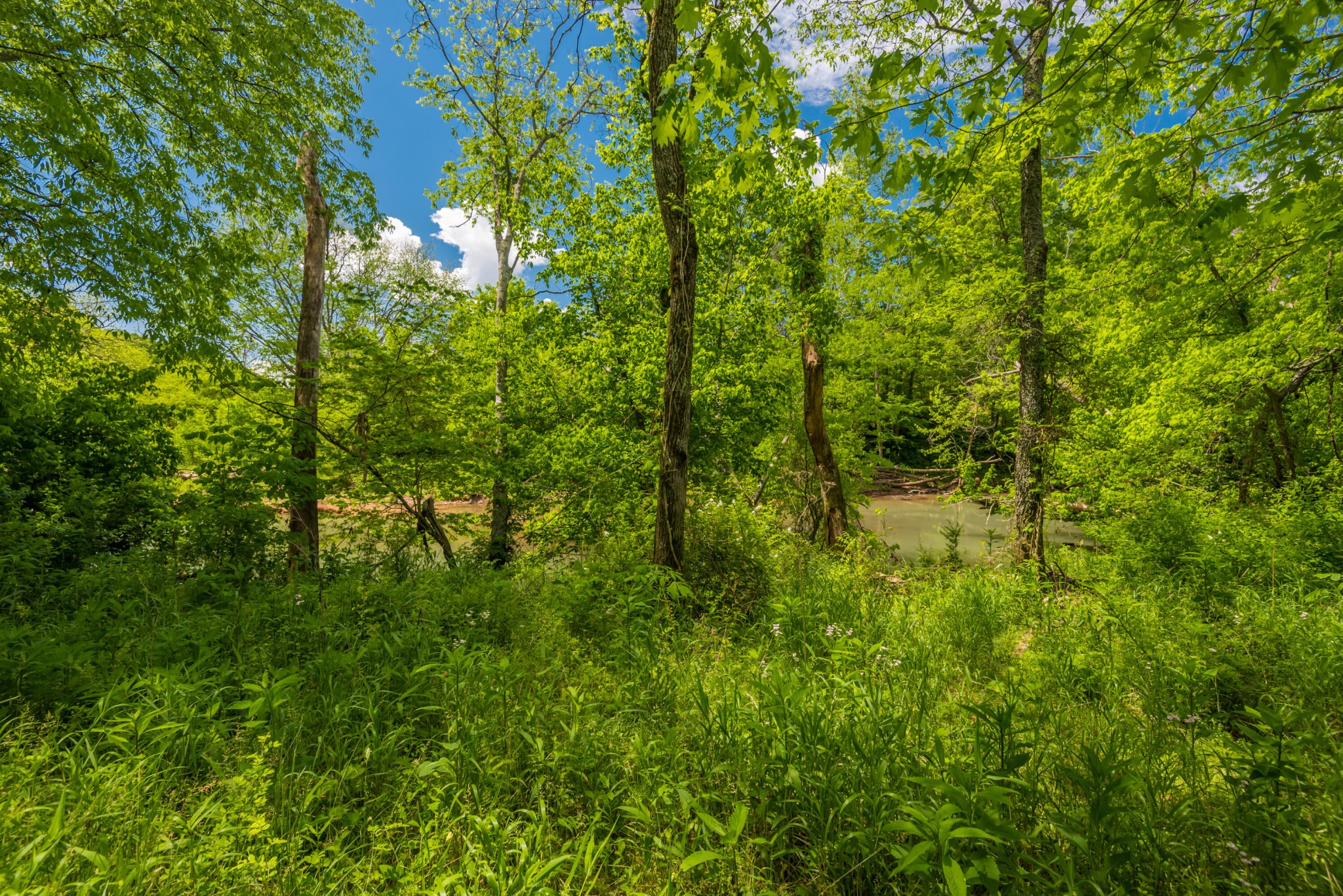 3311 Guinn Road Knoxville, TN 37932 - Photo 15 of 25 a view of a lush green forest