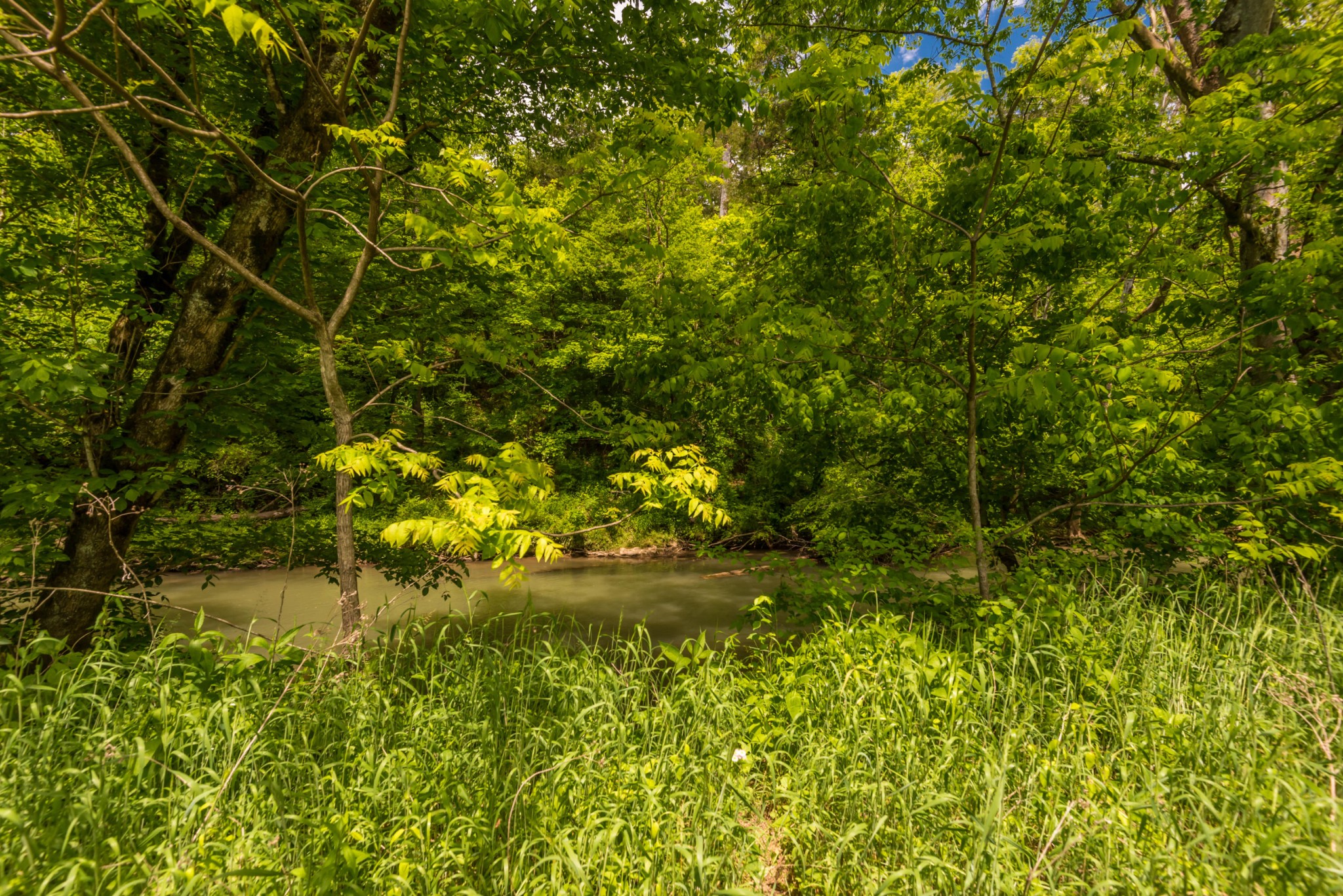 3311 Guinn Road Knoxville, TN 37932 - Photo 16 of 25 a view of a yard