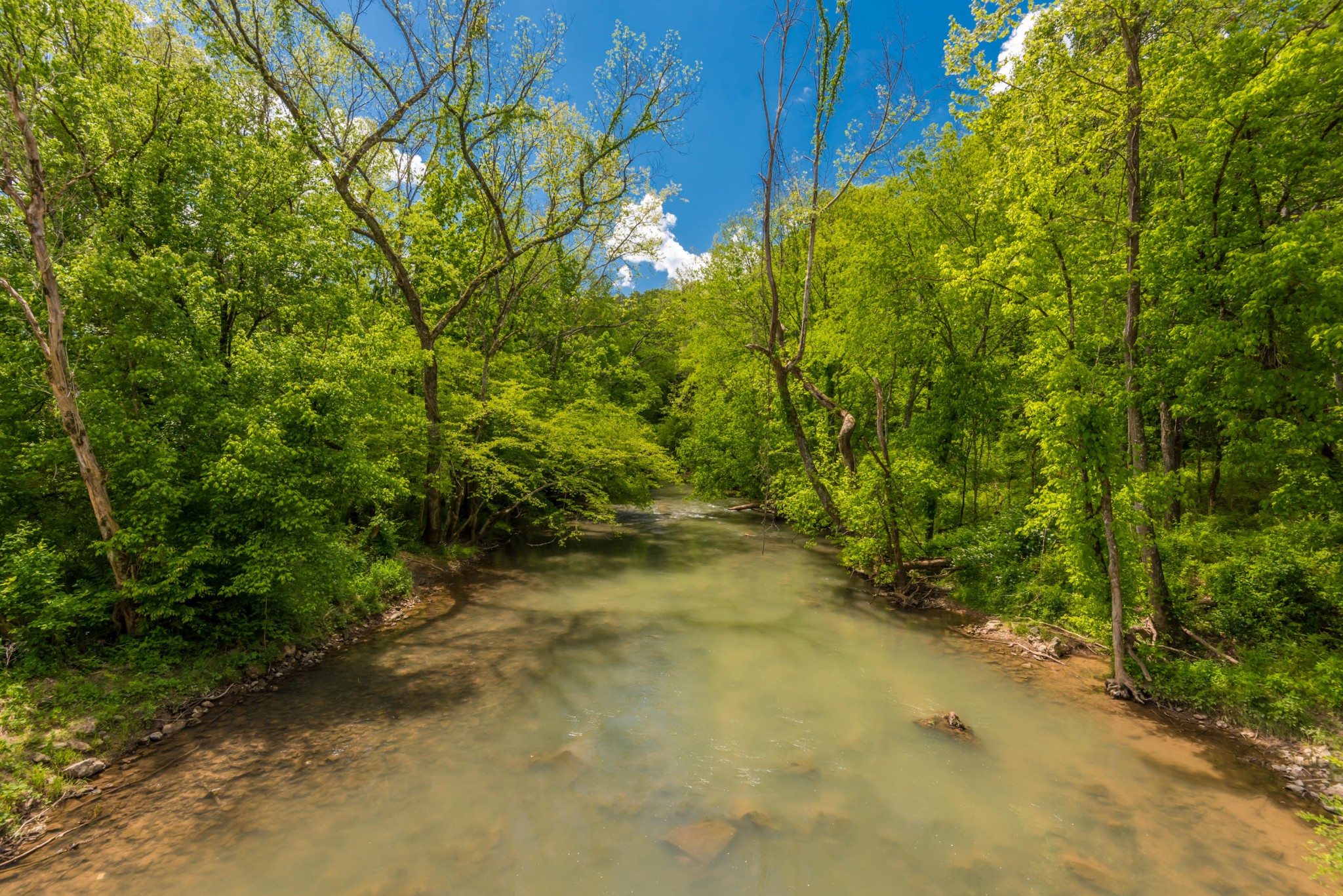 3311 Guinn Road Knoxville, TN 37932 - Photo 18 of 25 a view of a yard with plants and trees