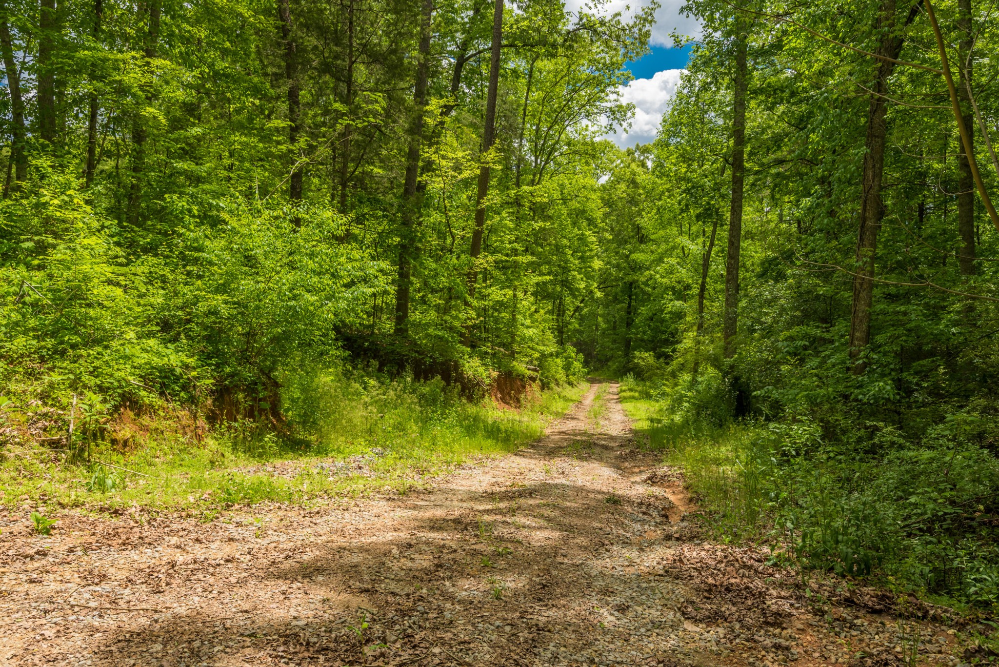 3311 Guinn Road Knoxville, TN 37932 - Photo 5 of 25 a view of yard