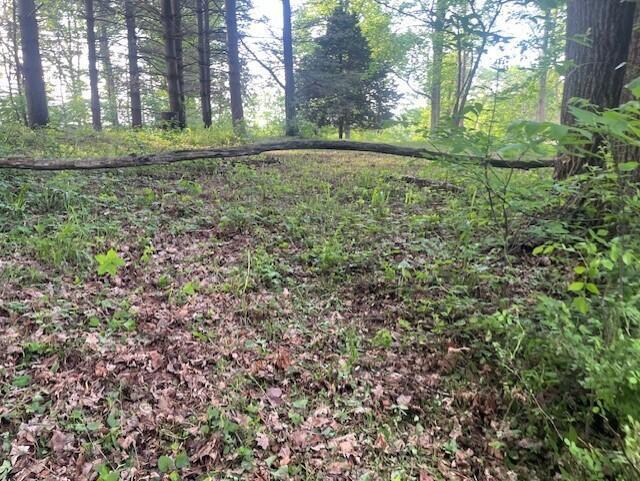 0 Gearing Ridge Road Londonderry, OH 45647 - Photo 14 of 29 Trail from the pines leading into the woods