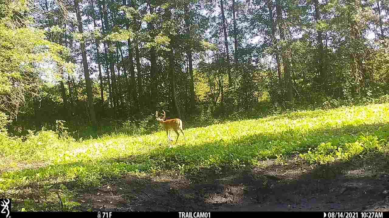 0 Burt Road Brant, MI 48614 - Photo 3 of 13