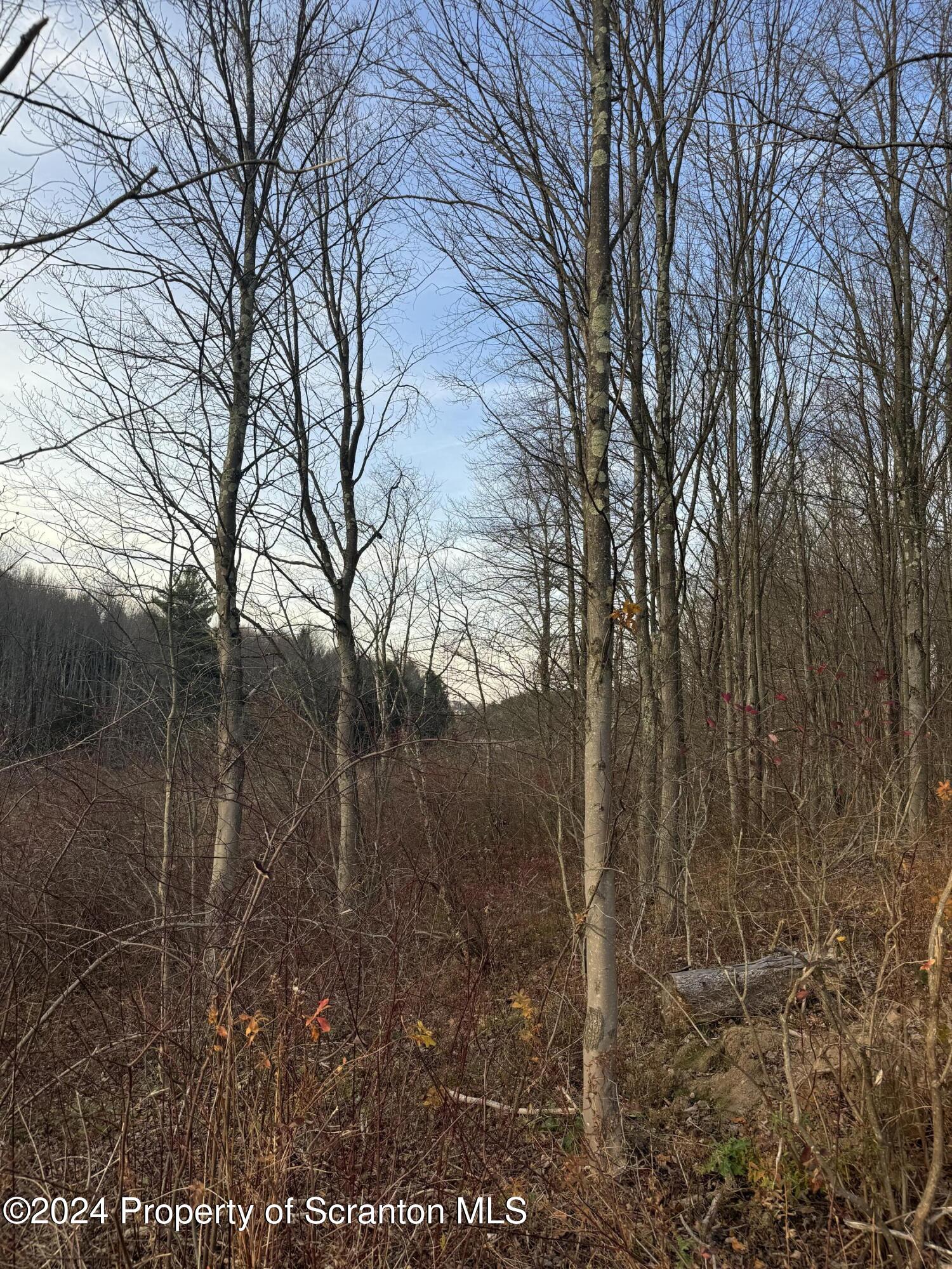 Shust Carbondale, PA 18407 - Photo 11 of 16 a backyard of a house with lots of green space