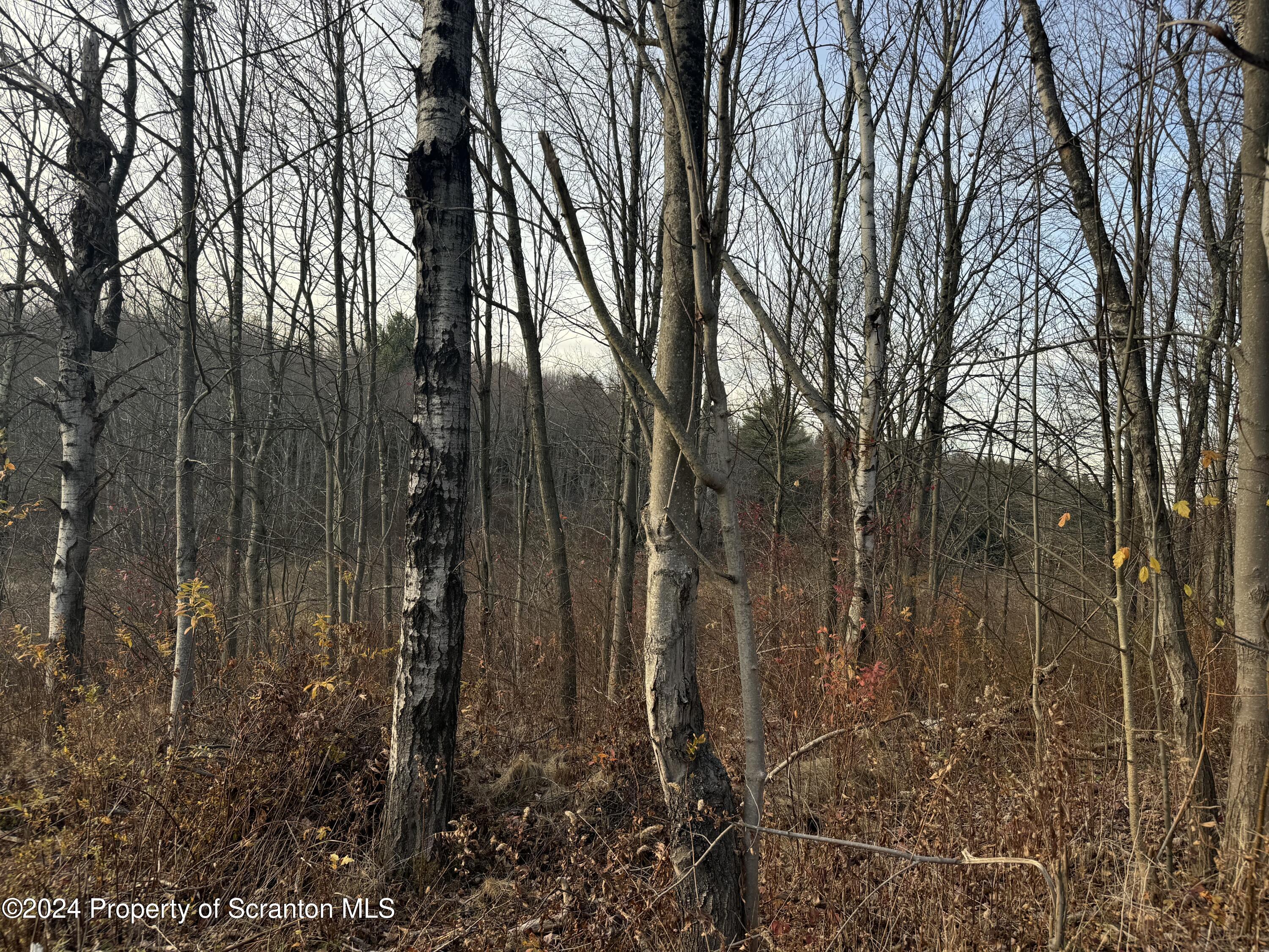 Shust Carbondale, PA 18407 - Photo 12 of 16 a view of backyard with green space