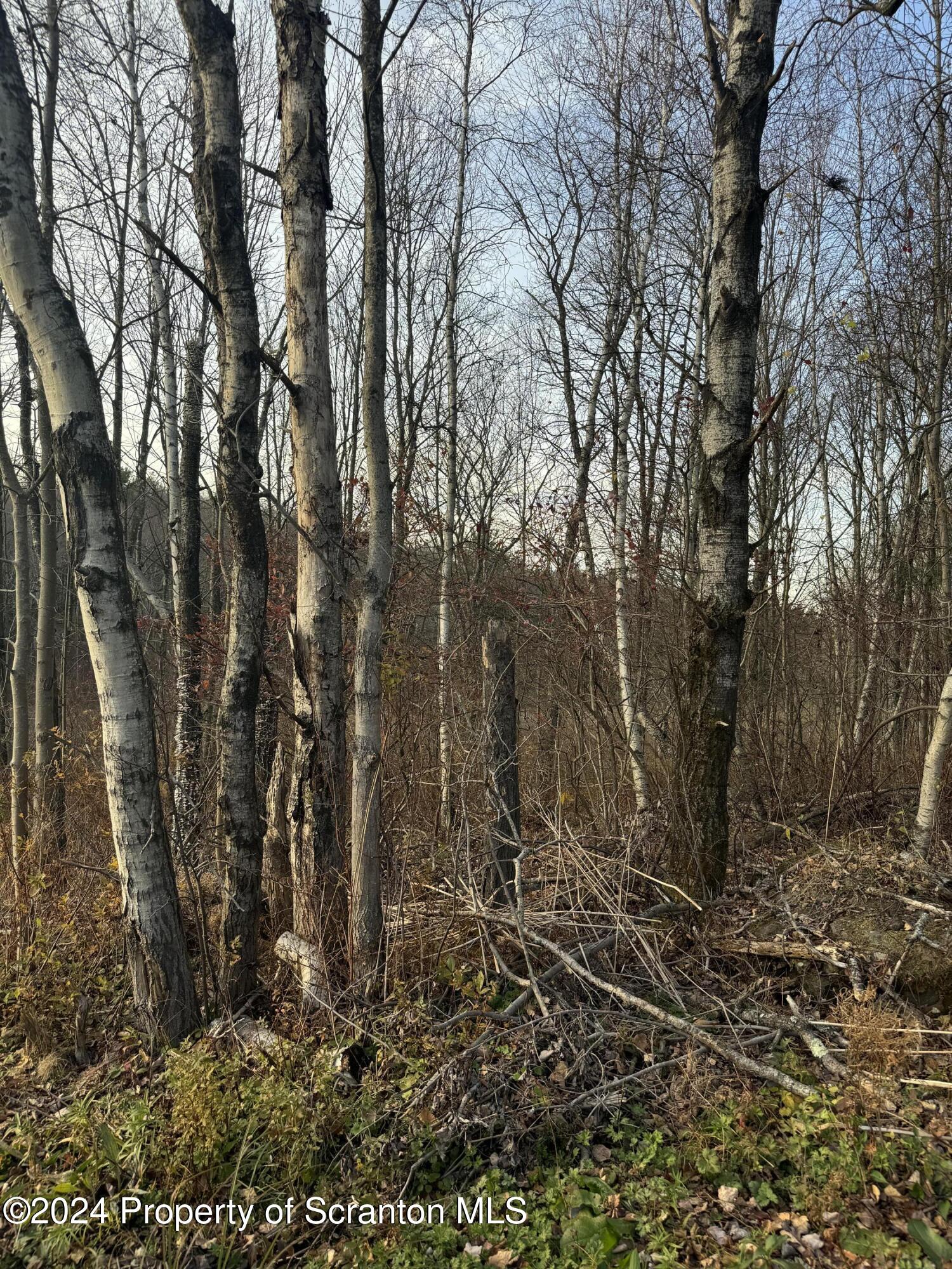 Shust Carbondale, PA 18407 - Photo 13 of 16