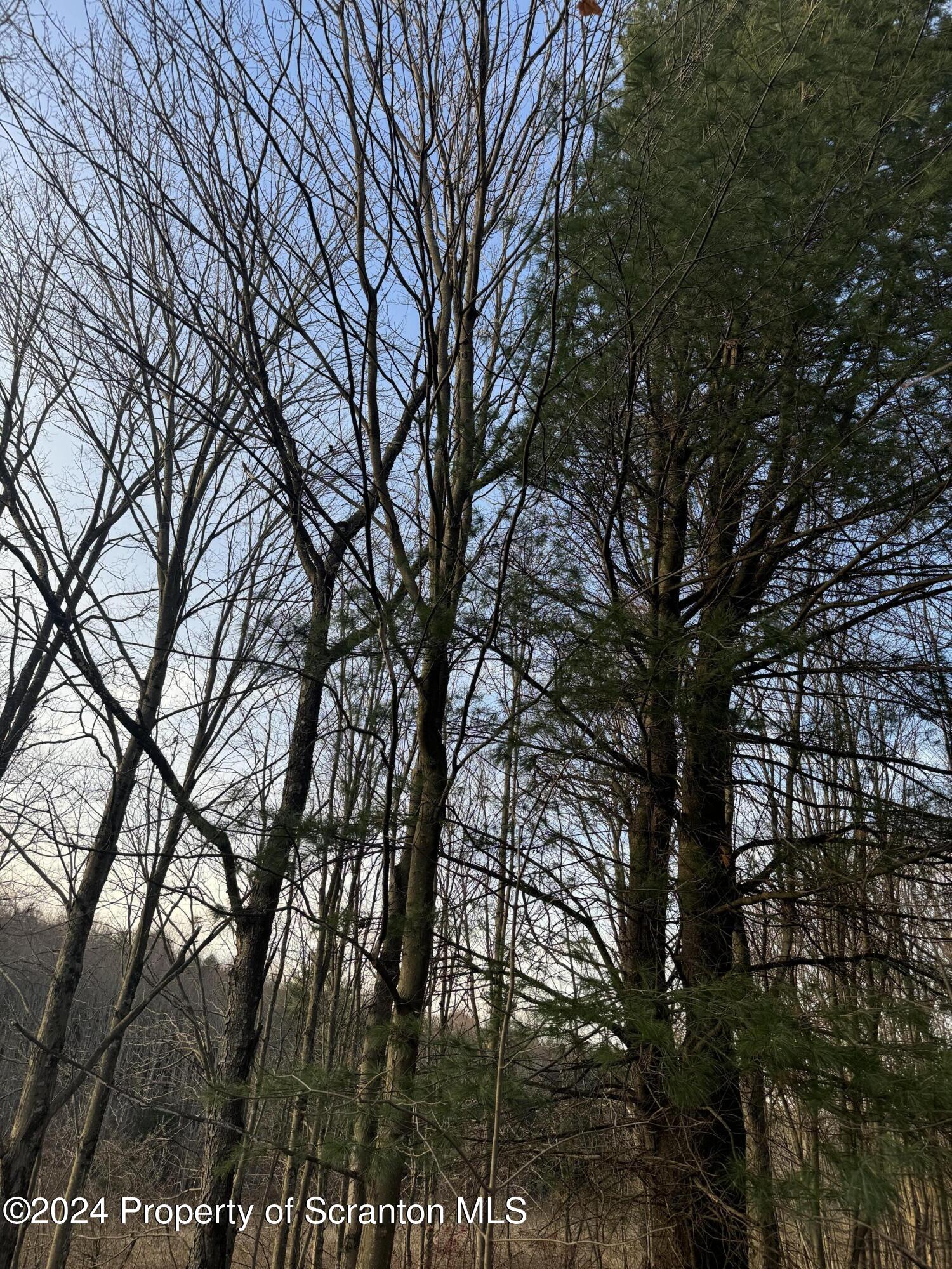 Shust Carbondale, PA 18407 - Photo 16 of 16 a view of trees in a backyard