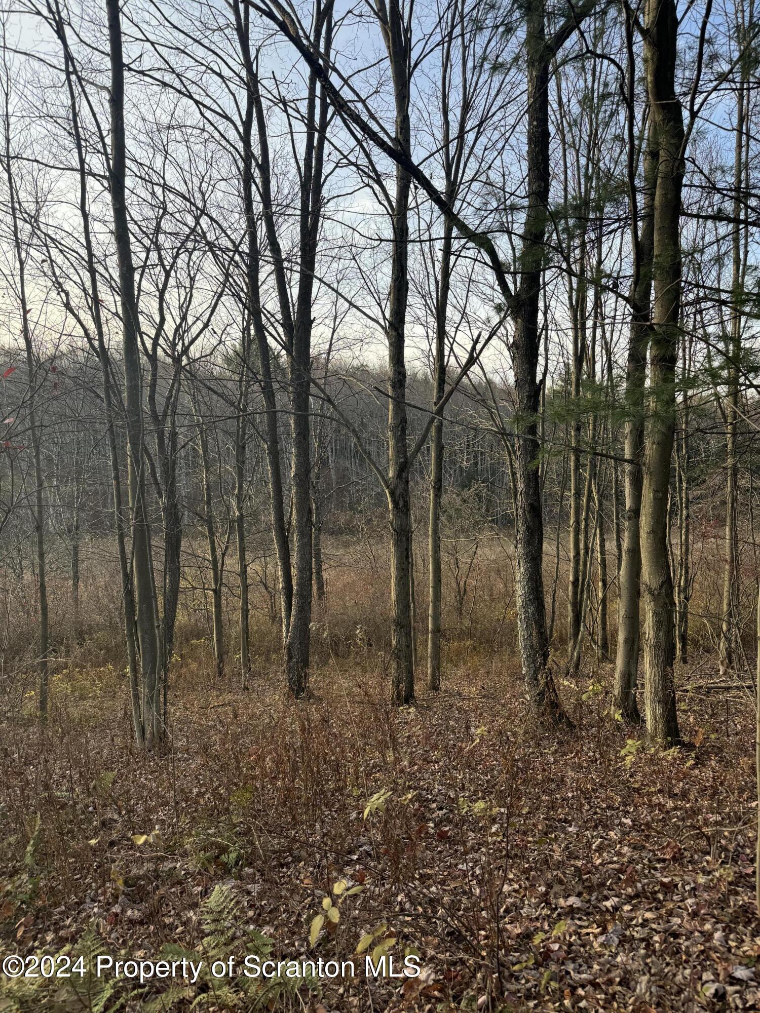 Shust Carbondale, PA 18407 - Photo 2 of 16 a view of a forest filled with trees