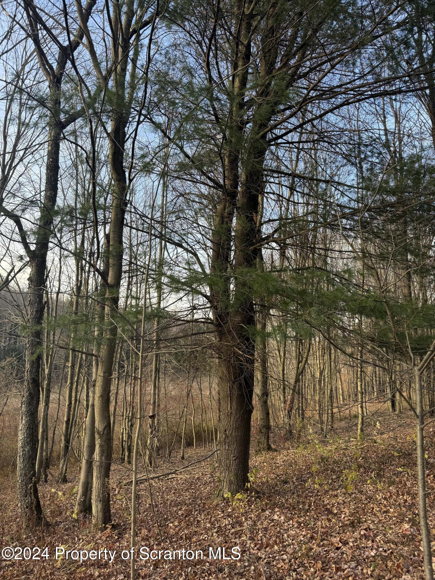 Shust Carbondale, PA 18407 - Photo 5 of 16 a backyard of a house with lots of green space