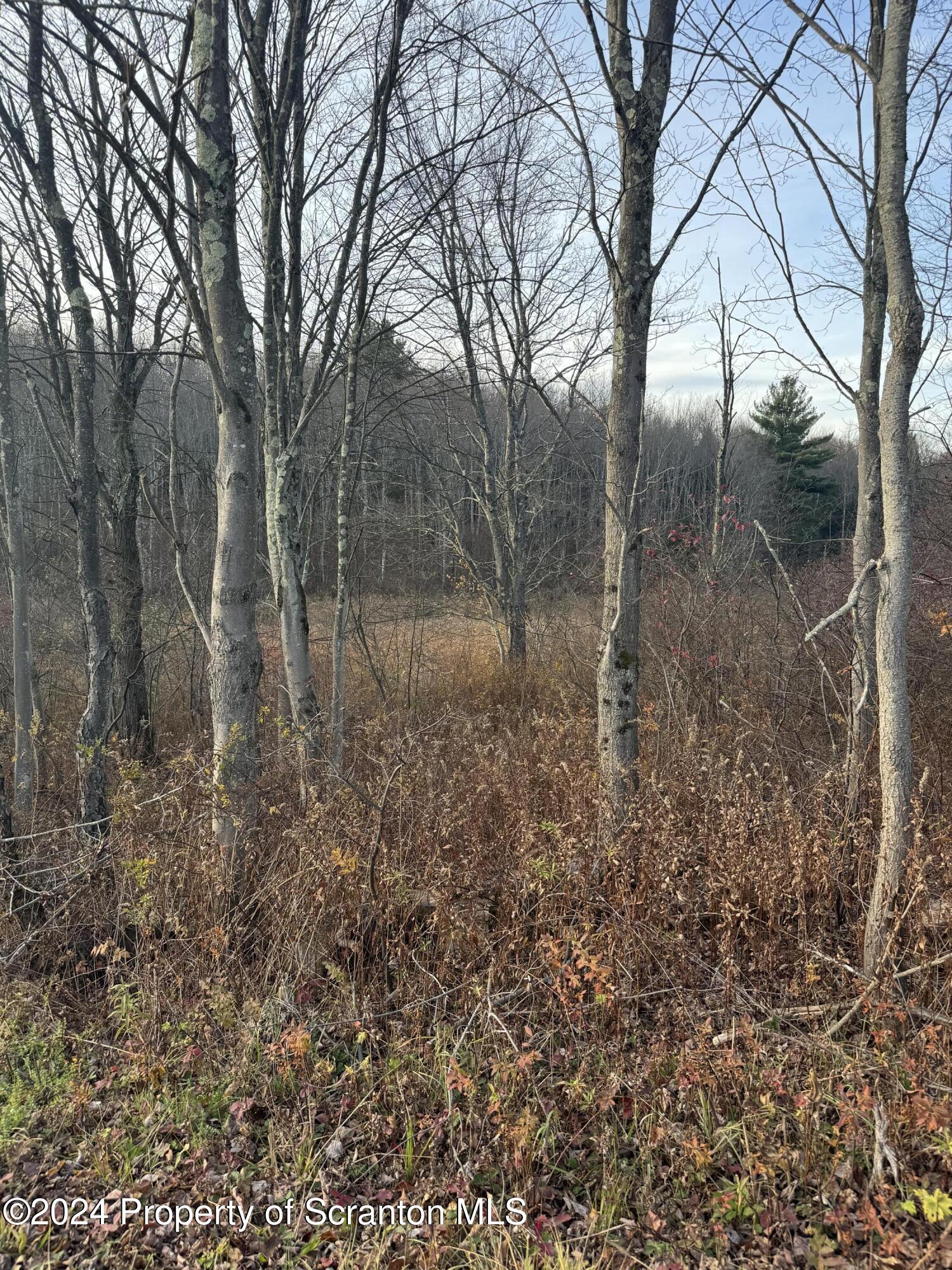 Shust Carbondale, PA 18407 - Photo 9 of 16 a backyard of a house with lots of green space