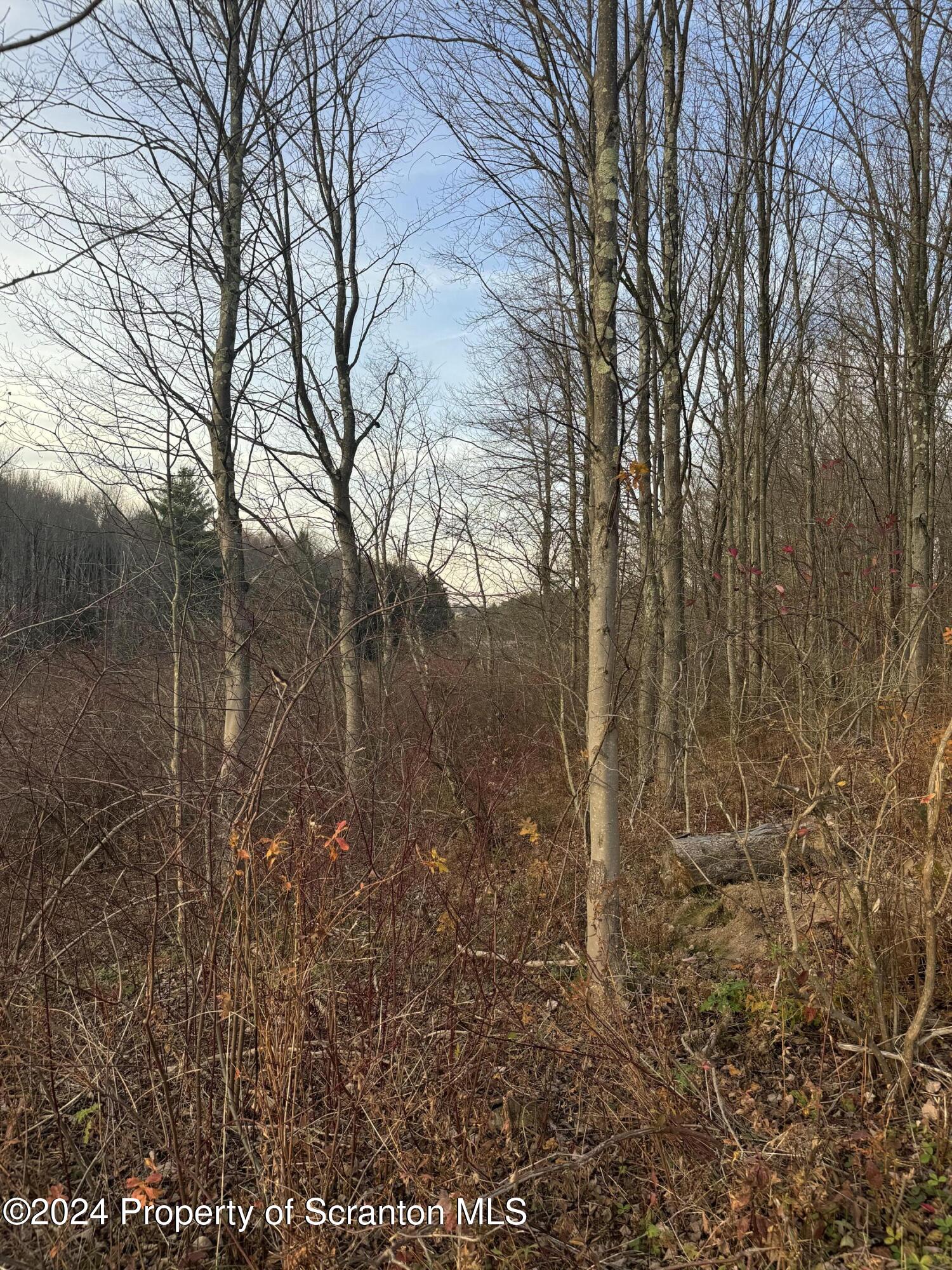 Shust Carbondale, PA 18407 - Photo 10 of 16 a view of a yard