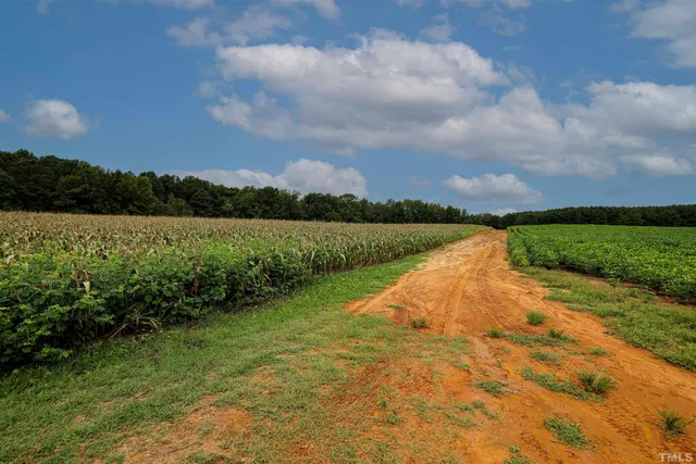 a view of a tree in a yard