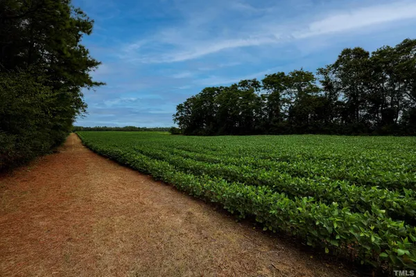 a view of a big yard with a large tree and a yard