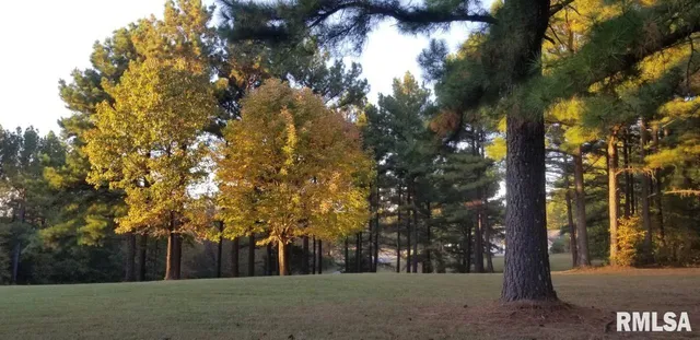 a view of a park with large trees