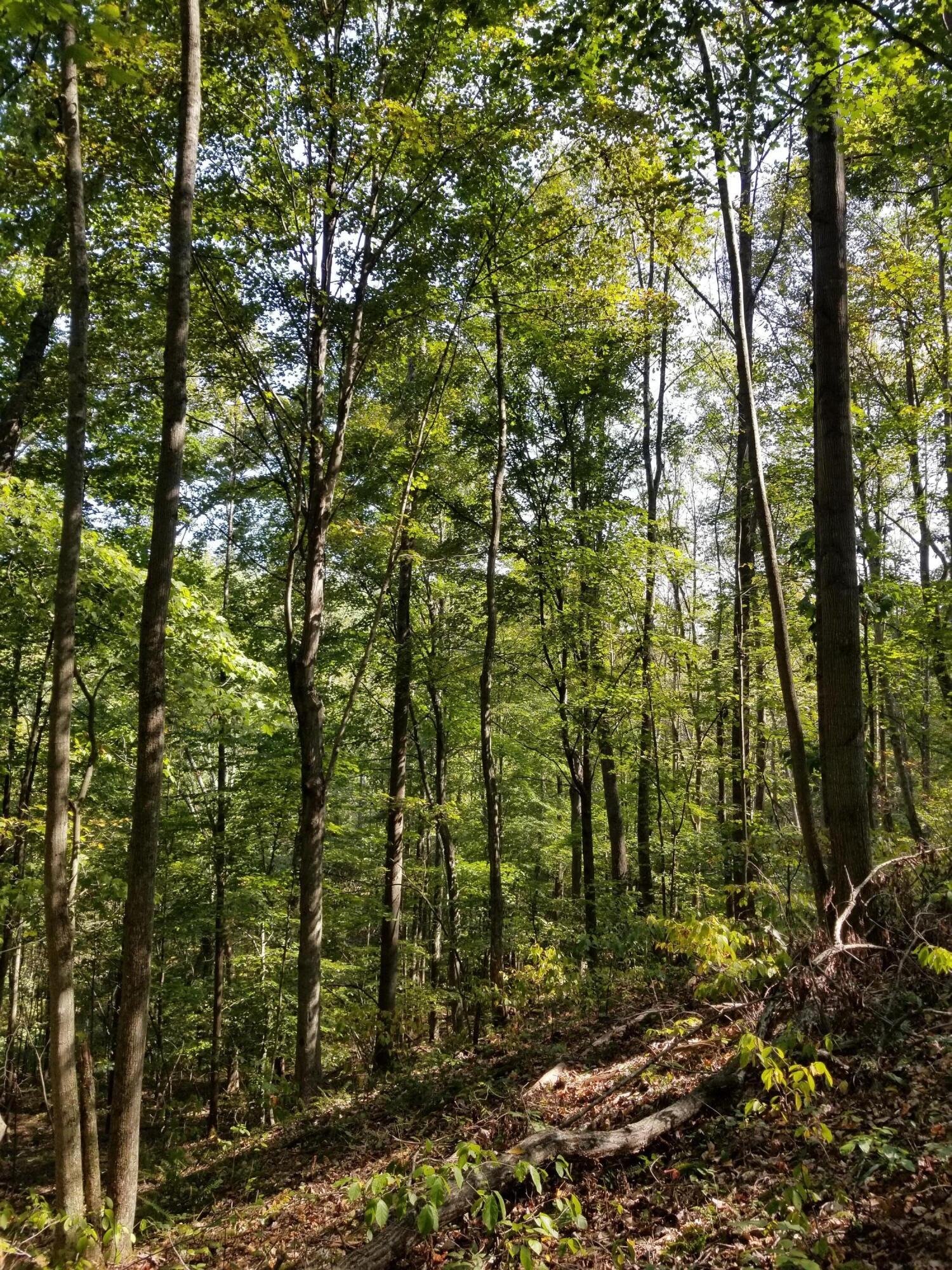 0 Beech Fork Road Peebles, OH 45660 - Photo 13 of 31 20250913_113058