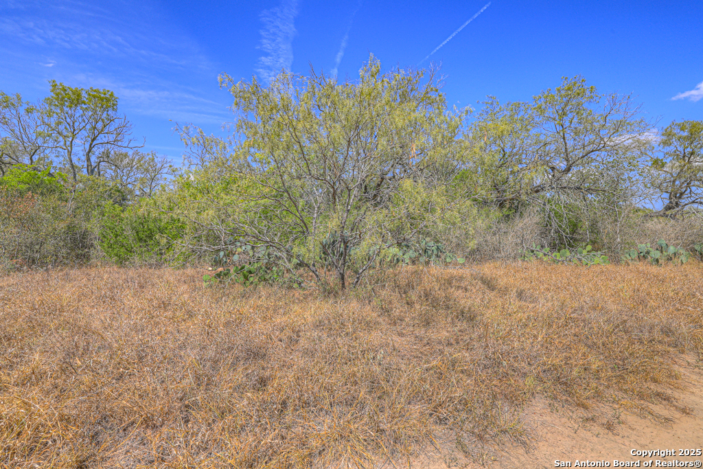 445 Single Oak Road Seguin, TX 78155 - Photo 16 of 20 a view of a yard with a tree