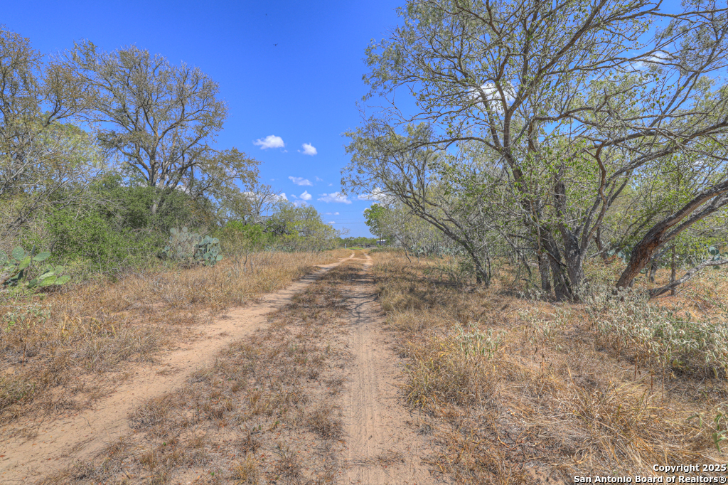 445 Single Oak Road Seguin, TX 78155 - Photo 17 of 20 a view of a yard with a tree