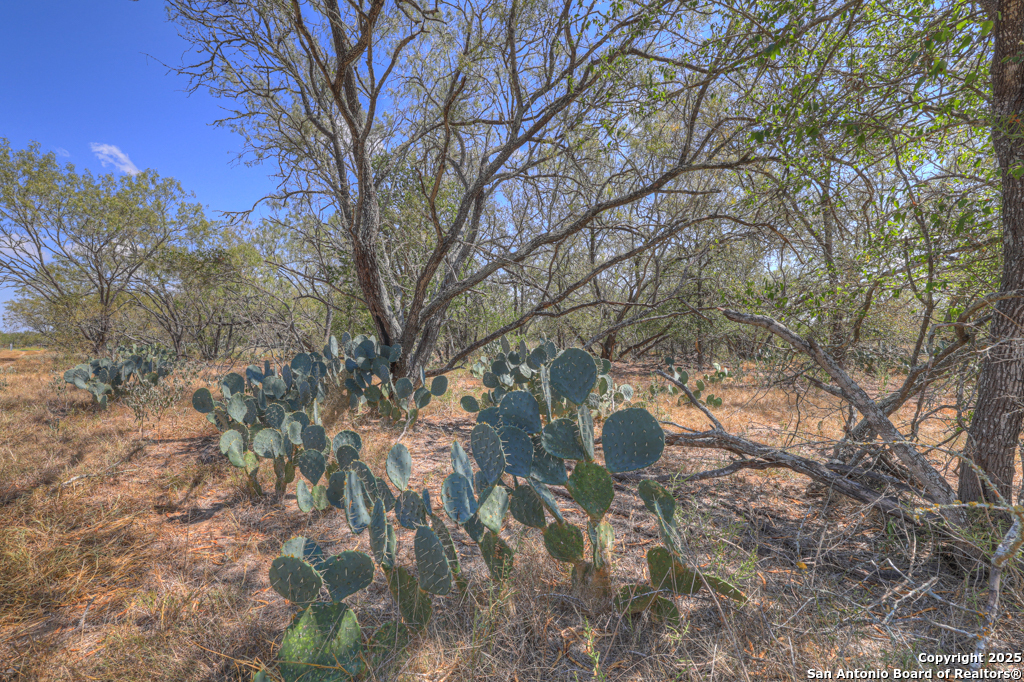 445 Single Oak Road Seguin, TX 78155 - Photo 18 of 20 a backyard of a house with lots of green space