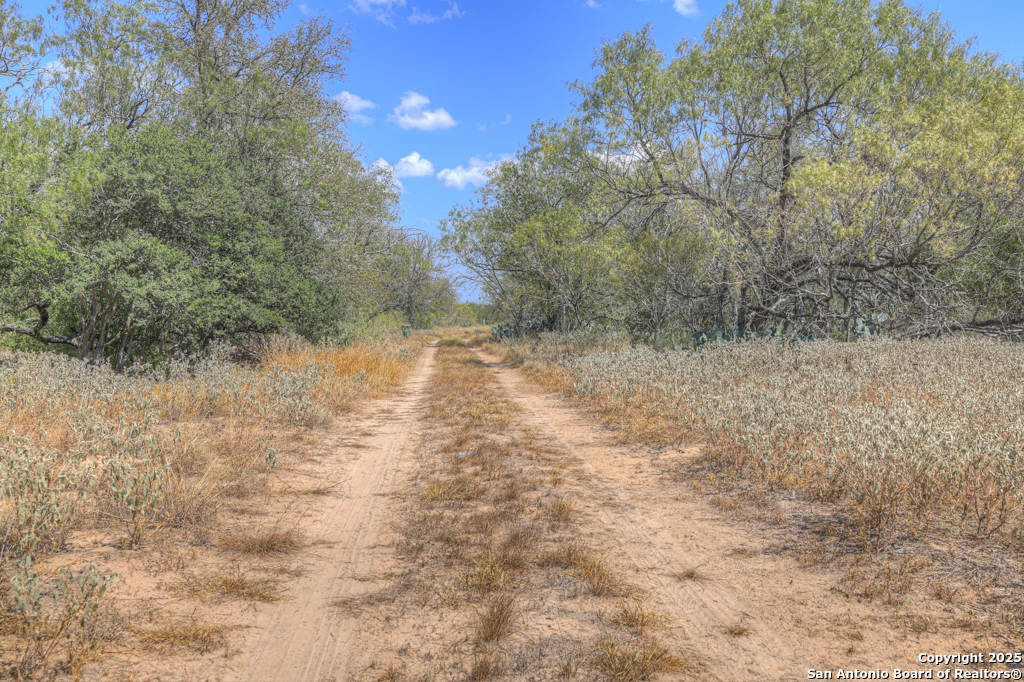 445 Single Oak Road Seguin, TX 78155 - Photo 19 of 20 a view of a yard with a tree