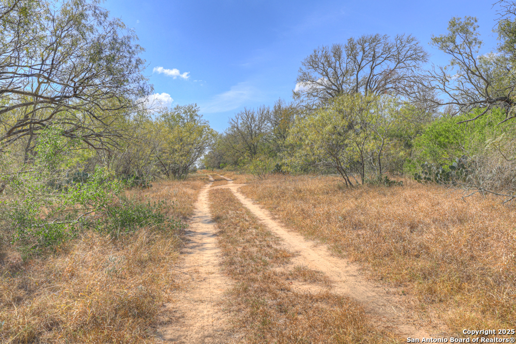 445 Single Oak Road Seguin, TX 78155 - Photo 6 of 20 a view of a yard with trees