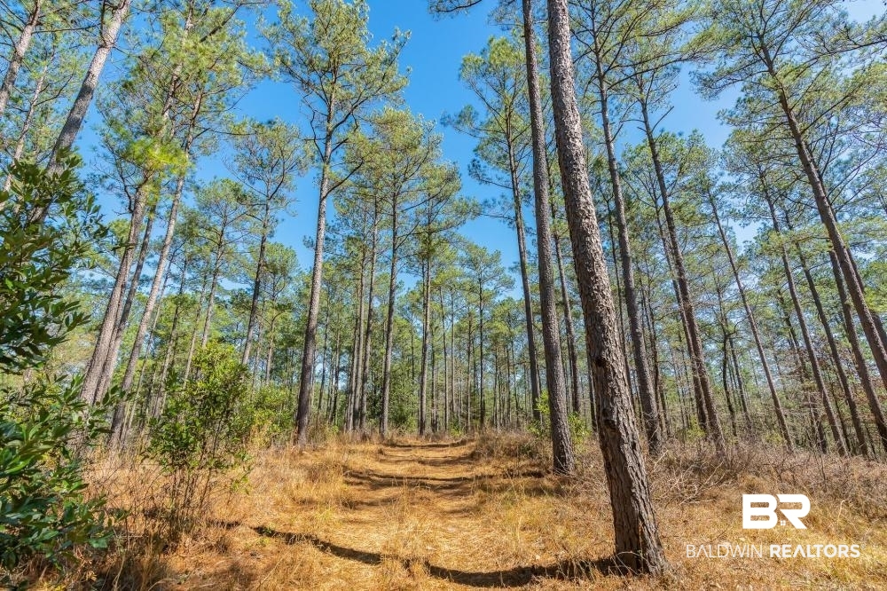 0 Private Road Millry, AL 36558 - Photo 37 of 50