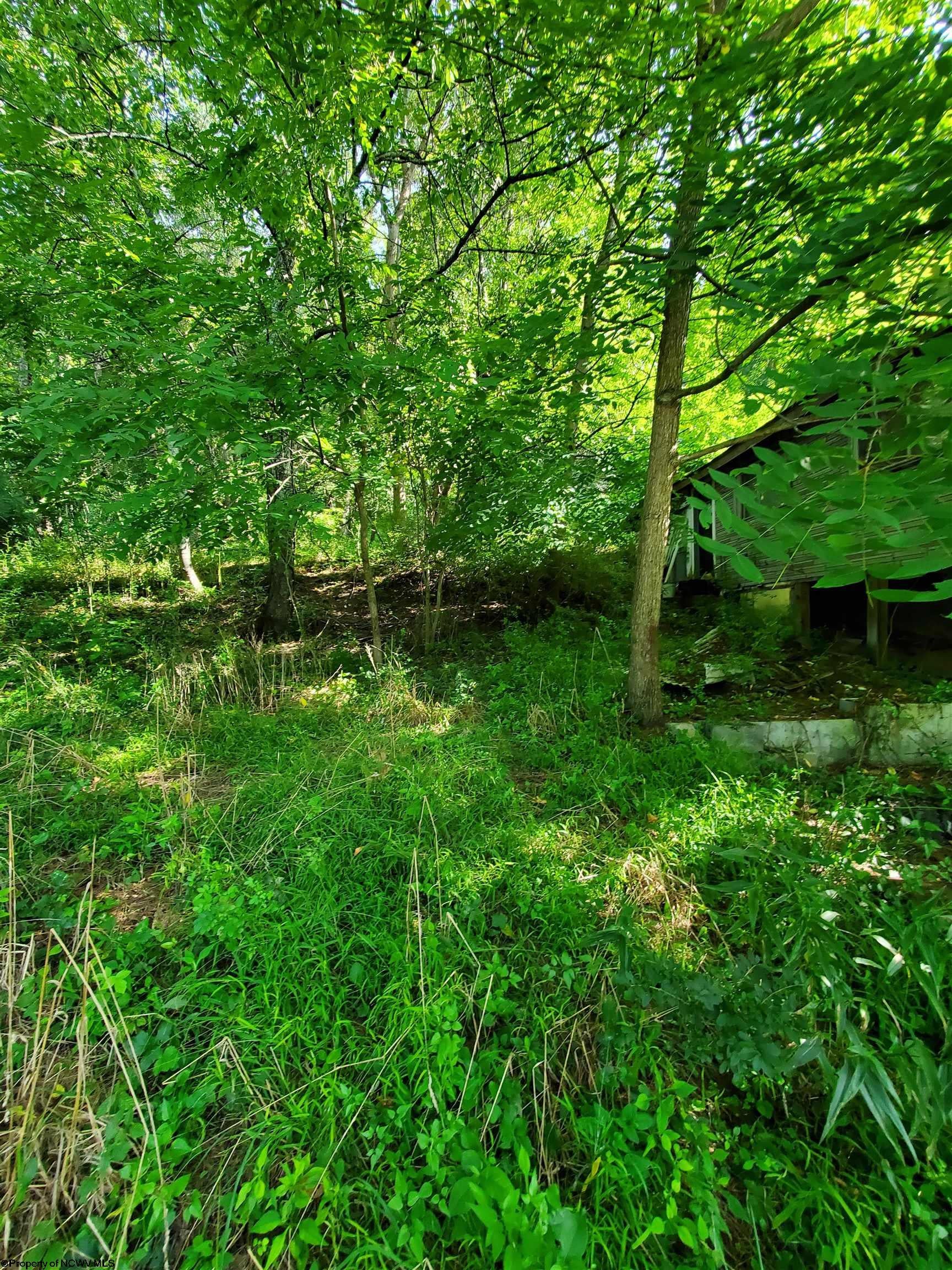Tbd Hendricks Hill Road Hambleton, WV 26269 - Photo 5 of 11 Gallery Image 5