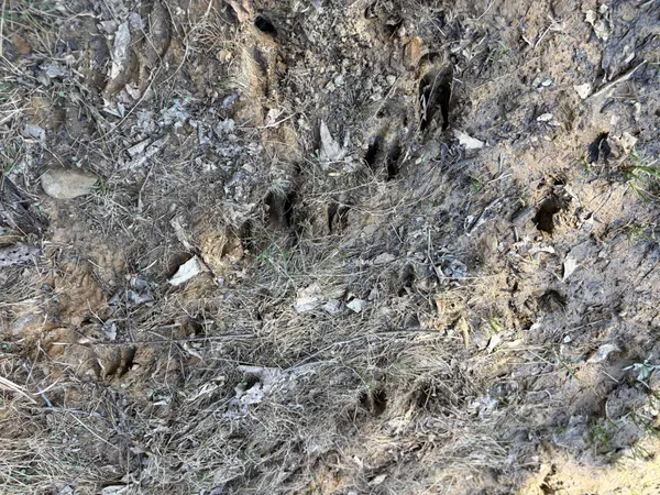 $699,000 | 1000 State Route 831, Greenville, KY 42345