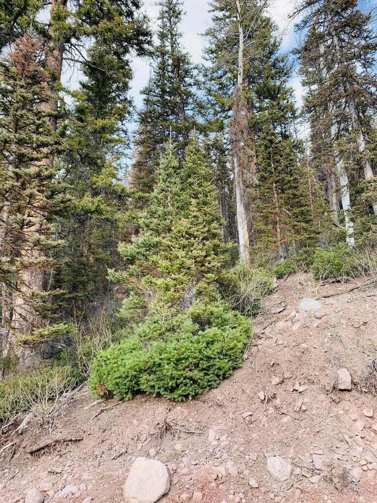 West Village, Unit 28 Beaver, UT 84713 - Photo 9 of 28 20230317122818137545000000-o