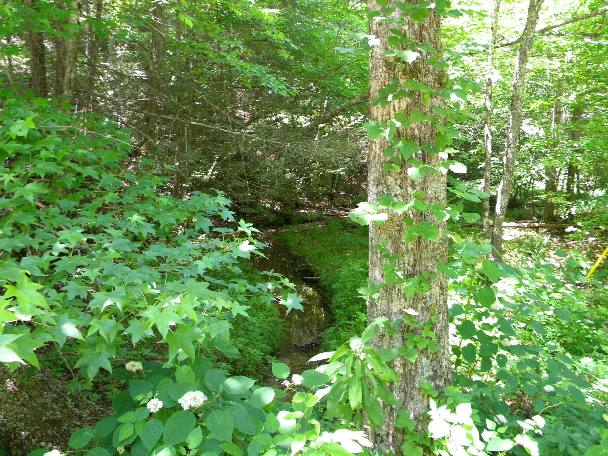 Lot 7 Poplar Bluff Road Walland, TN 37886 - Photo 2 of 9 005 Stream