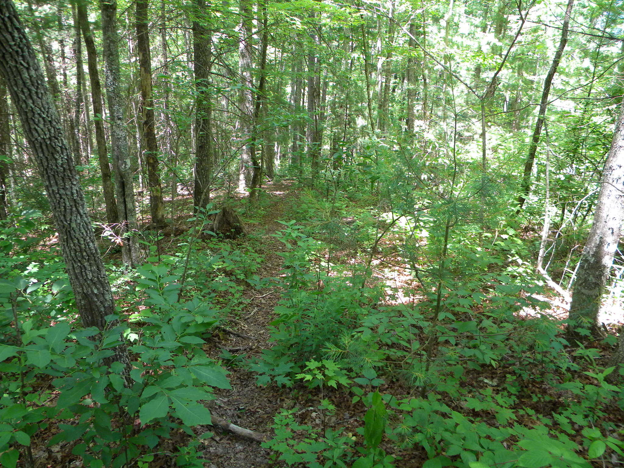 Lot 7 Poplar Bluff Road Walland, TN 37886 - Photo 4 of 9 003 Trail