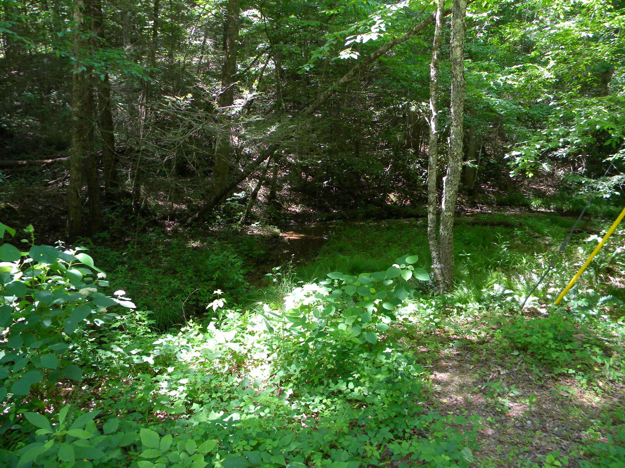 Lot 7 Poplar Bluff Road Walland, TN 37886 - Photo 6 of 9 006 Stream 1
