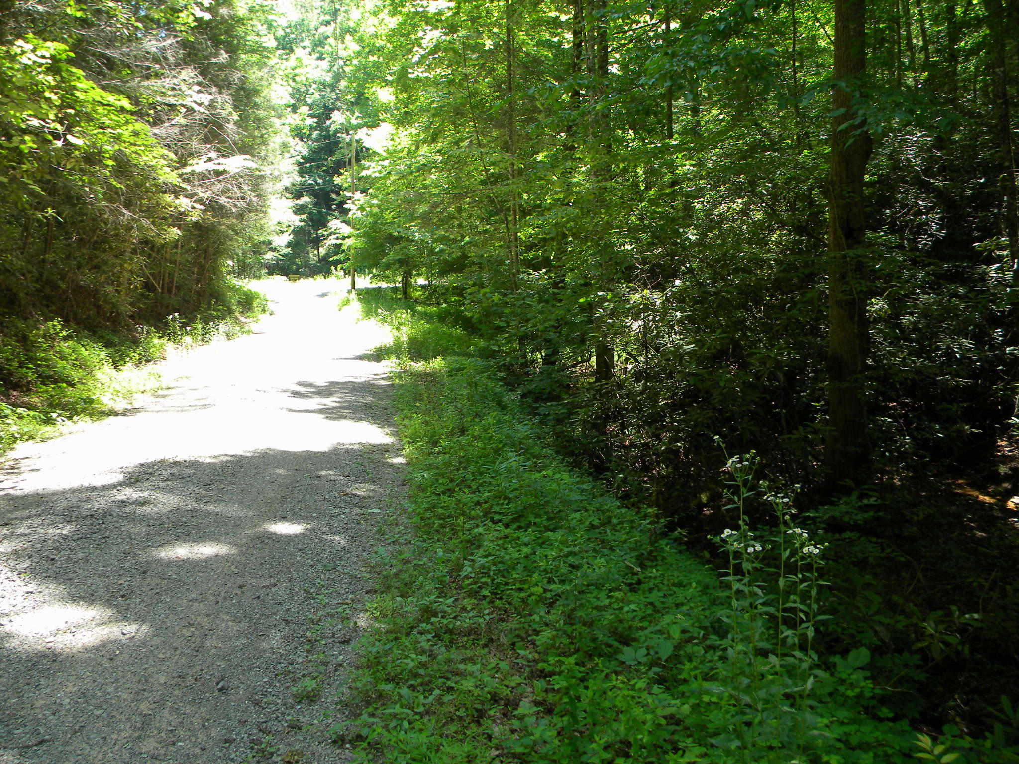Lot 7 Poplar Bluff Road Walland, TN 37886 - Photo 7 of 9 007 Scenic Dr