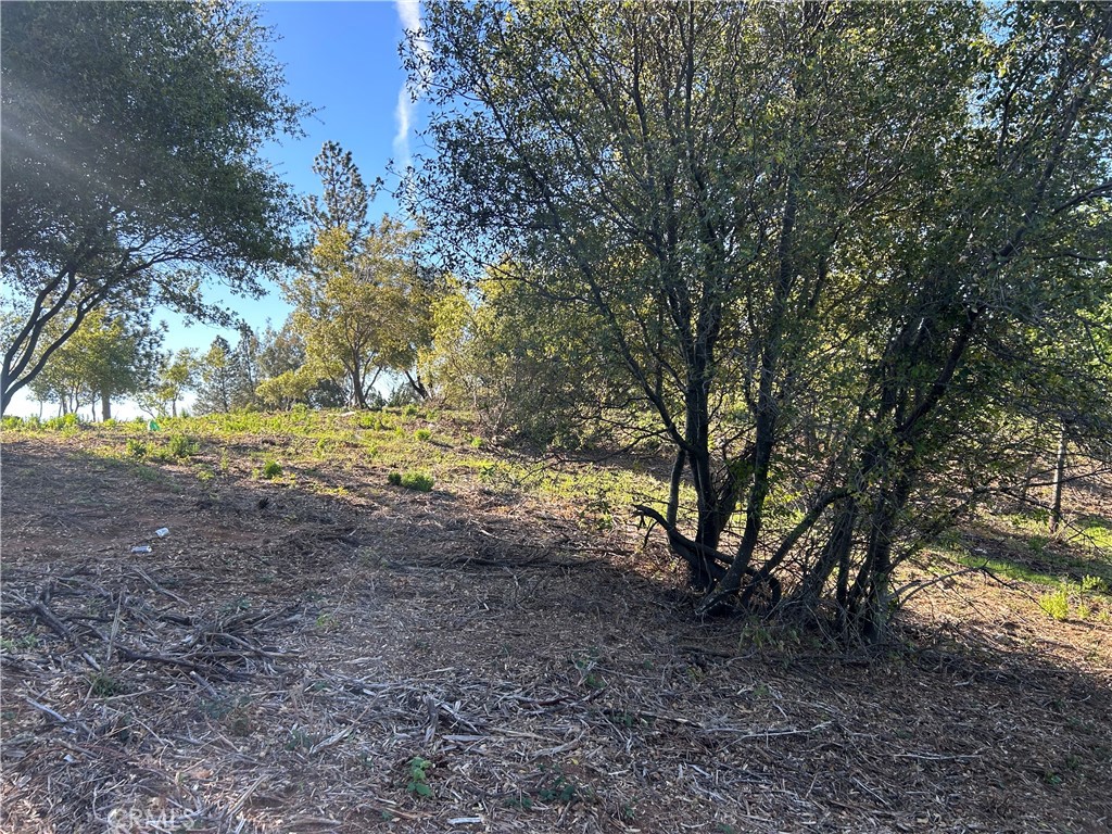 0 Patengil Oroville, CA 95965 - Photo 4 of 8 a view of a yard with a tree