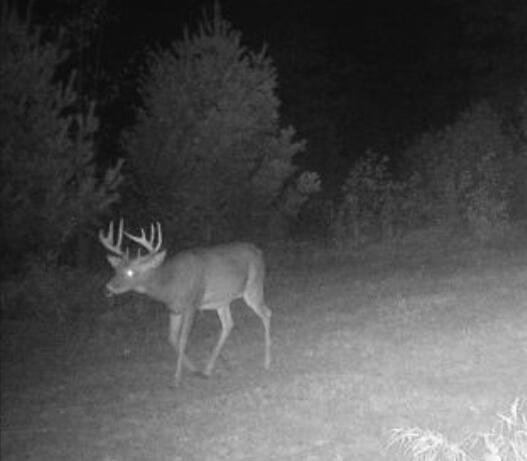 11401 Little George Lake Road Gladwin, MI 48624 - Photo 93 of 98