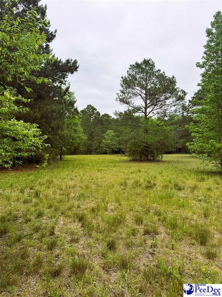 Daniel Chapel Road McColl, SC 29570 - Photo 12 of 42 Gallery Image 12