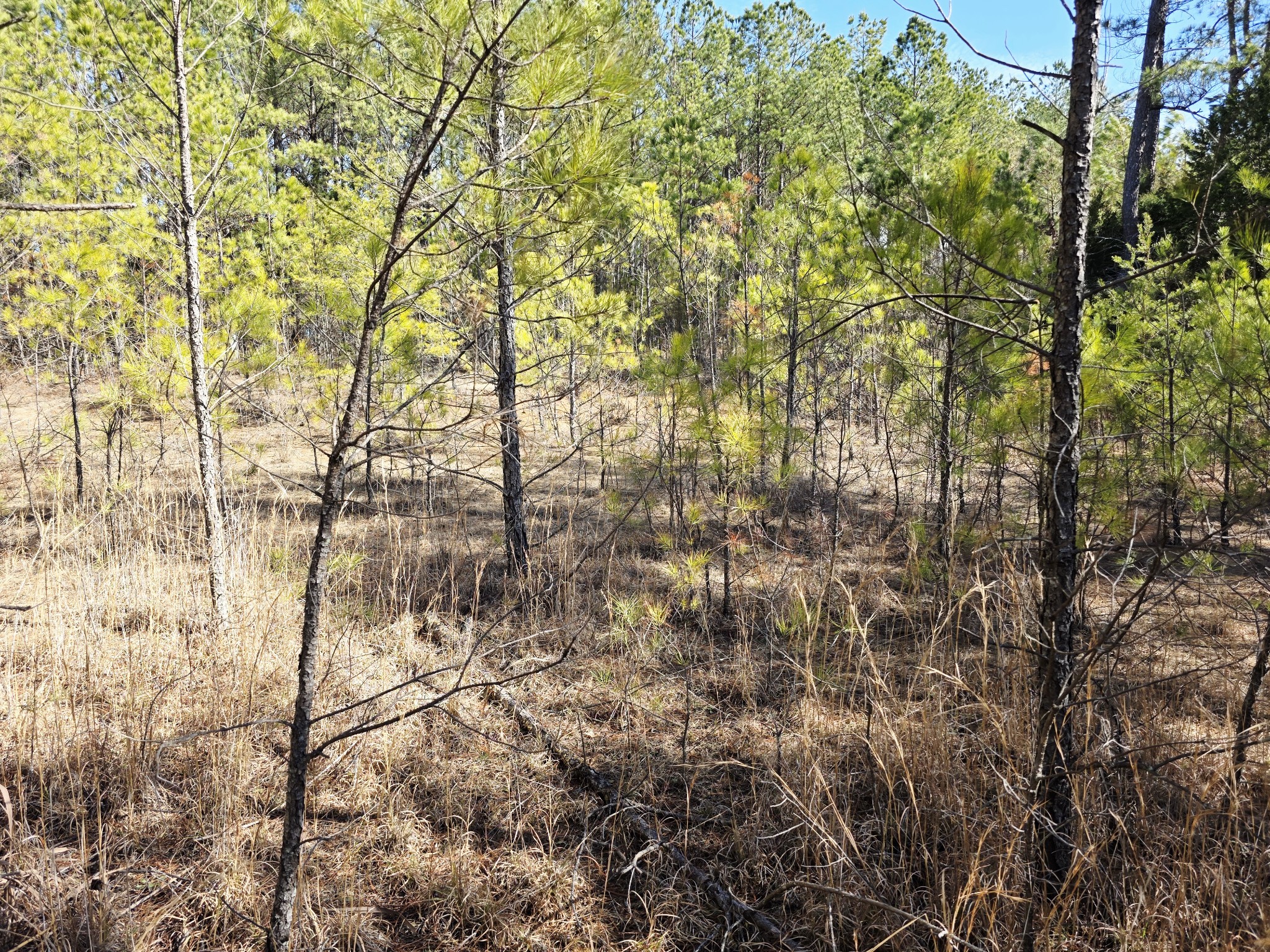 0 Allen Mill Bridge Road Camden, TN 38320 - Photo 11 of 32 a view of forest